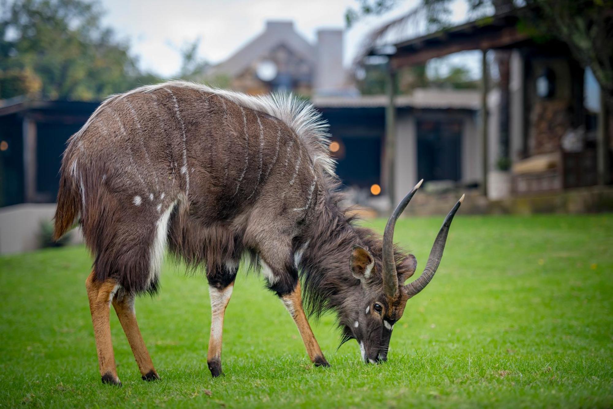 Belle Balance Bush Lodge プレッテンバーグ・ベイ エクステリア 写真
